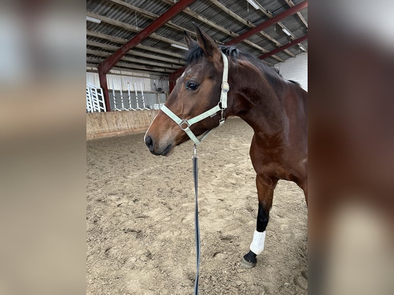 Holsteiner Stute 4 Jahre 168 cm Brauner in Langwedel