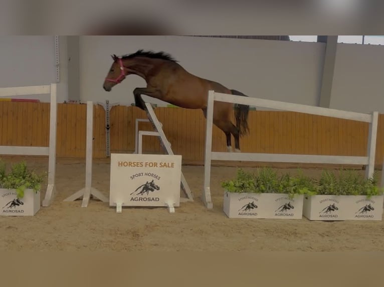 Holsteiner Stute 4 Jahre 168 cm Brauner in GŁUBCZYN