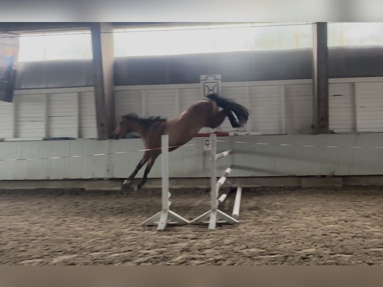 Holsteiner Stute 4 Jahre 168 cm Brauner in Sch&#xF6;nhorst