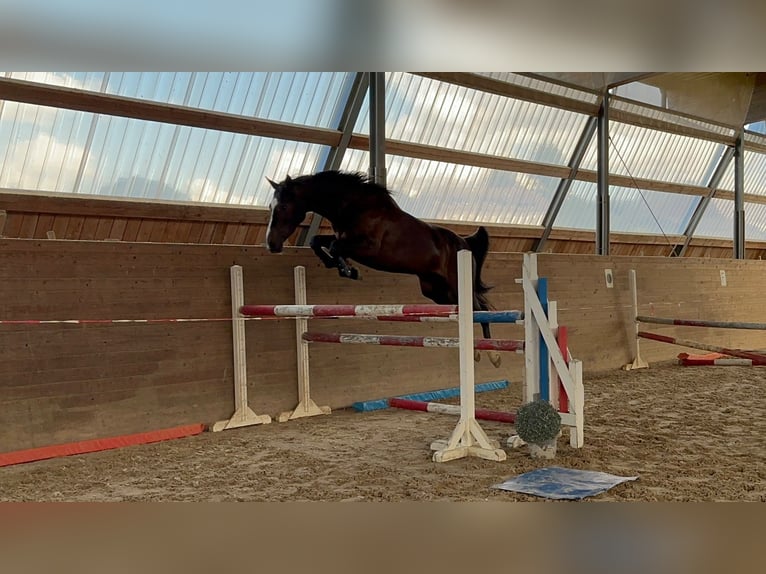 Holsteiner Stute 4 Jahre 168 cm Dunkelbrauner in Chemnitz
