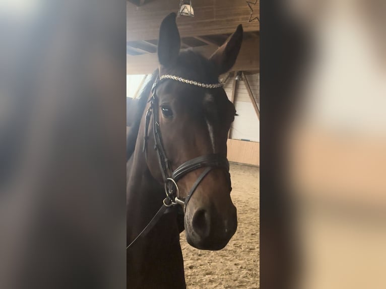 Holsteiner Stute 4 Jahre 168 cm Dunkelbrauner in Hannoversch M&#xFC;nden
