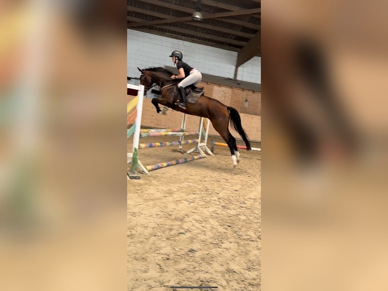 Holsteiner Stute 4 Jahre 168 cm Dunkelbrauner in Hannoversch M&#xFC;nden