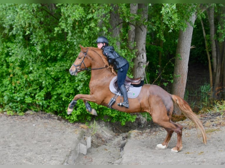 Holsteiner Mix Stute 4 Jahre 168 cm Fuchs in Wimmis