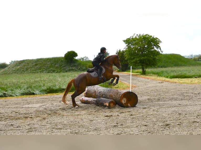 Holsteiner Mix Stute 4 Jahre 168 cm Fuchs in Wimmis