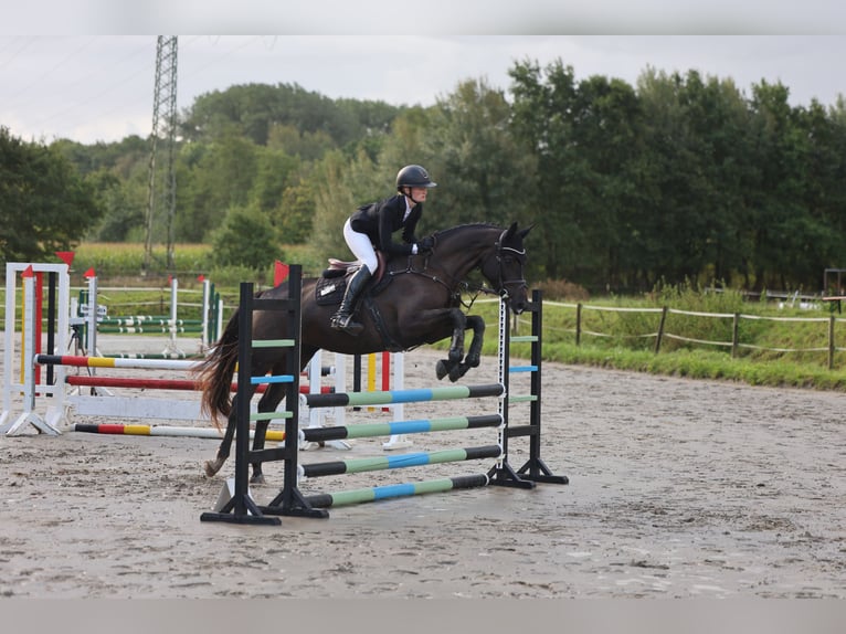 Holsteiner Stute 4 Jahre 169 cm Rappe in Kollmar