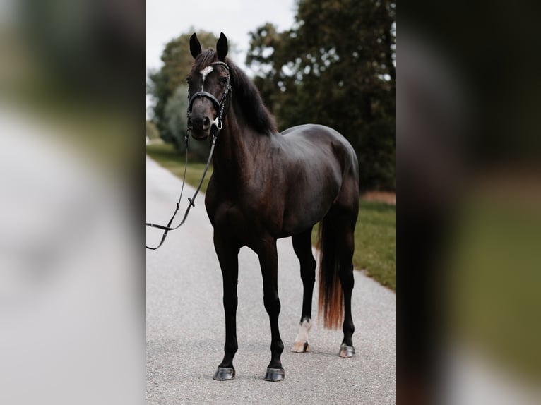 Holsteiner Stute 4 Jahre 169 cm Rappe in Kollmar