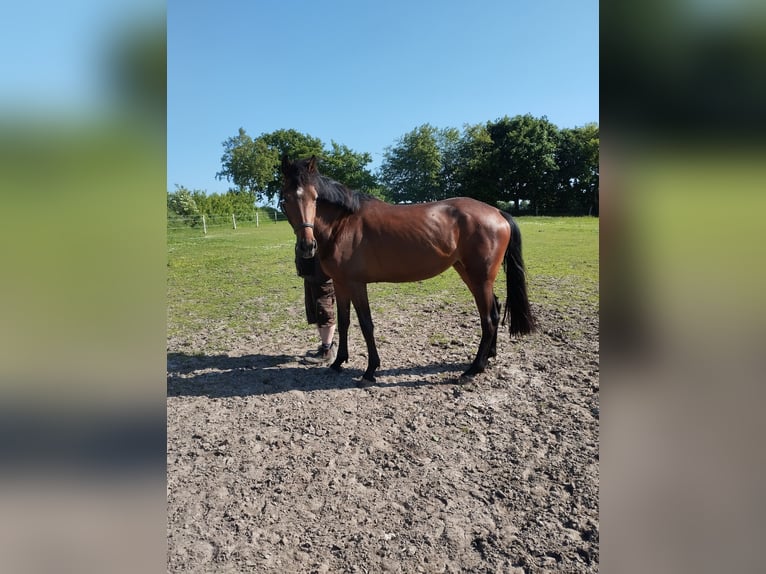 Holsteiner Stute 4 Jahre 170 cm Brauner in Ostenfeld