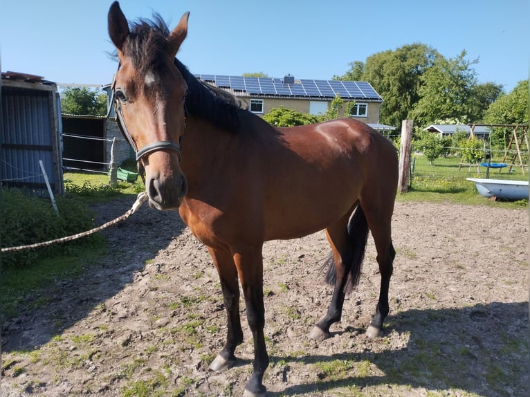 Holsteiner Stute 4 Jahre 170 cm Brauner in Ostenfeld