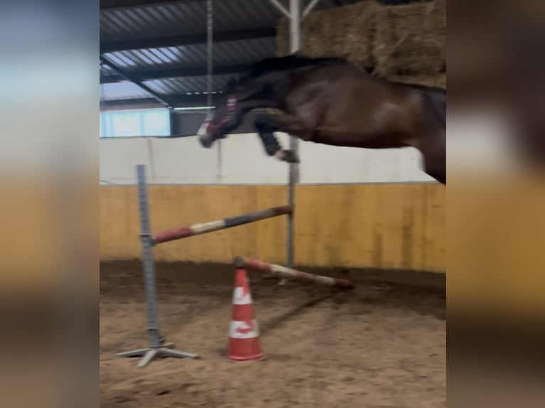 Holsteiner Stute 4 Jahre 170 cm Brauner in Twist
