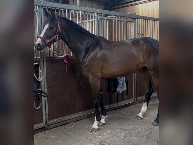 Holsteiner Stute 4 Jahre 170 cm Brauner in Twist