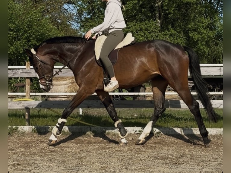 Holsteiner Stute 4 Jahre 170 cm Brauner in Twist