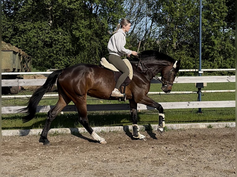 Holsteiner Stute 4 Jahre 170 cm Brauner in Twist