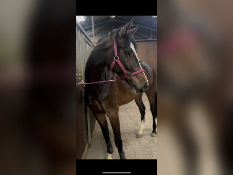 Holsteiner Stute 4 Jahre 170 cm Brauner in Twist