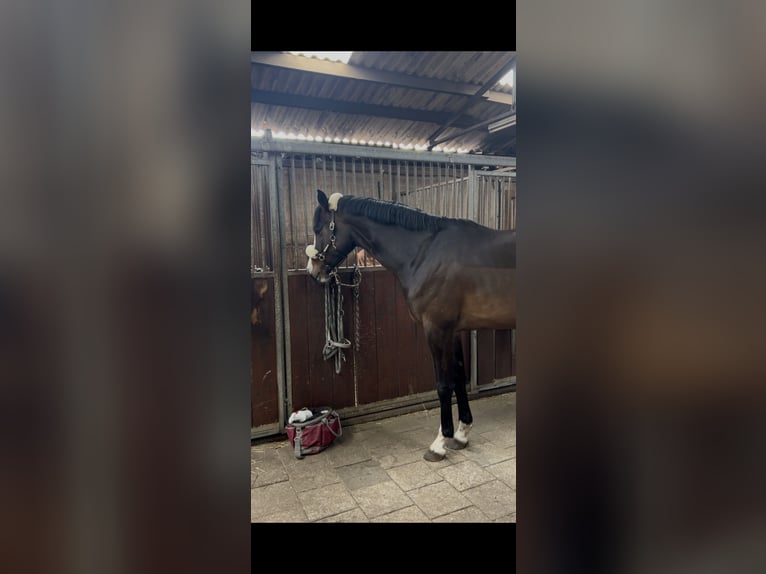 Holsteiner Stute 4 Jahre 170 cm Brauner in Twist
