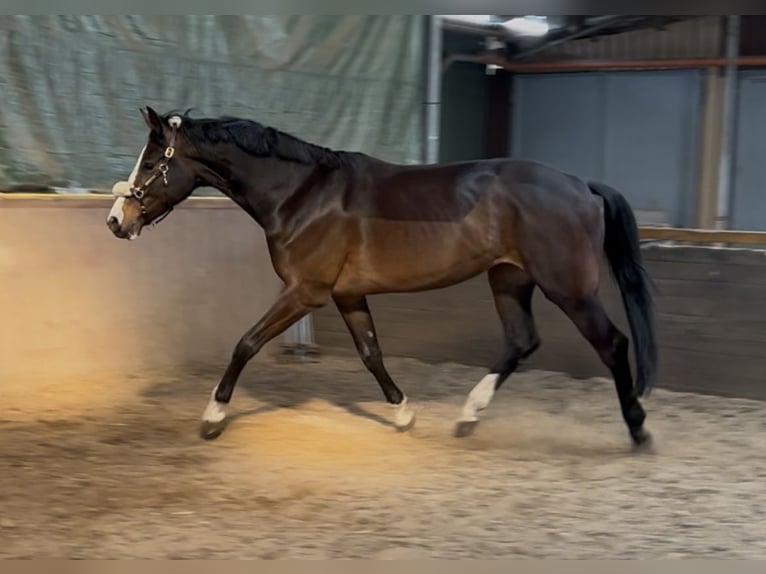 Holsteiner Stute 4 Jahre 170 cm Brauner in Twist
