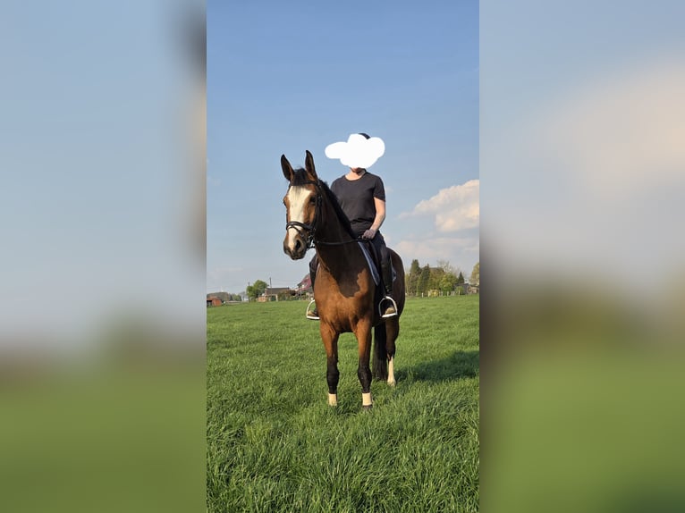 Holsteiner Stute 4 Jahre 170 cm Brauner in Schermbeck