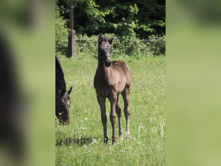Holsteiner Stute 4 Jahre 170 cm Rappe in Ilfeld