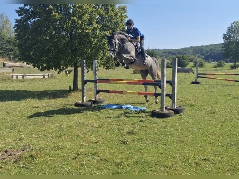 Holsteiner Stute 4 Jahre 170 cm Schimmel in Stadtlauringen