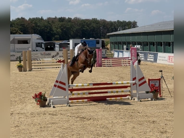 Holsteiner Stute 4 Jahre 171 cm Brauner in Erharting