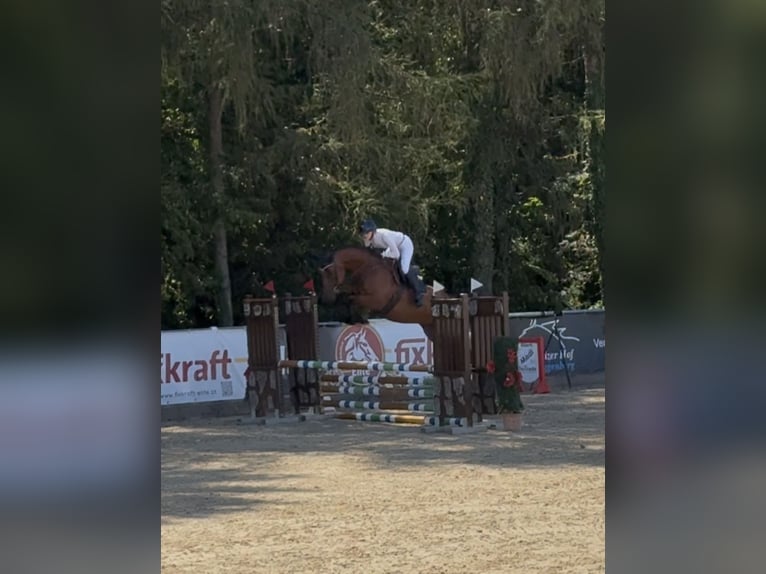 Holsteiner Stute 4 Jahre 171 cm Brauner in Erharting