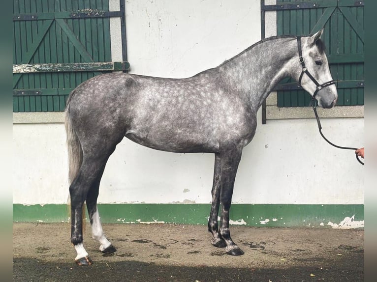Holsteiner Stute 4 Jahre 171 cm Schimmel in Murska Soboda