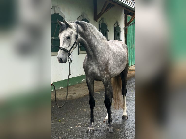Holsteiner Stute 4 Jahre 171 cm Schimmel in Murska Soboda