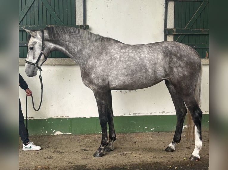 Holsteiner Stute 4 Jahre 171 cm Schimmel in Murska Soboda