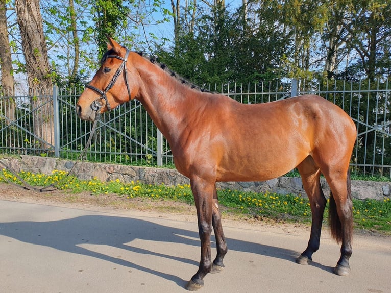 Holsteiner Stute 4 Jahre 172 cm Brauner in Westensee