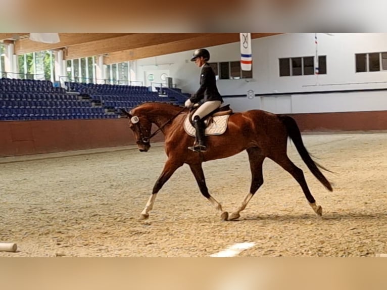 Holsteiner Stute 4 Jahre 173 cm Brauner in Struvenhütten