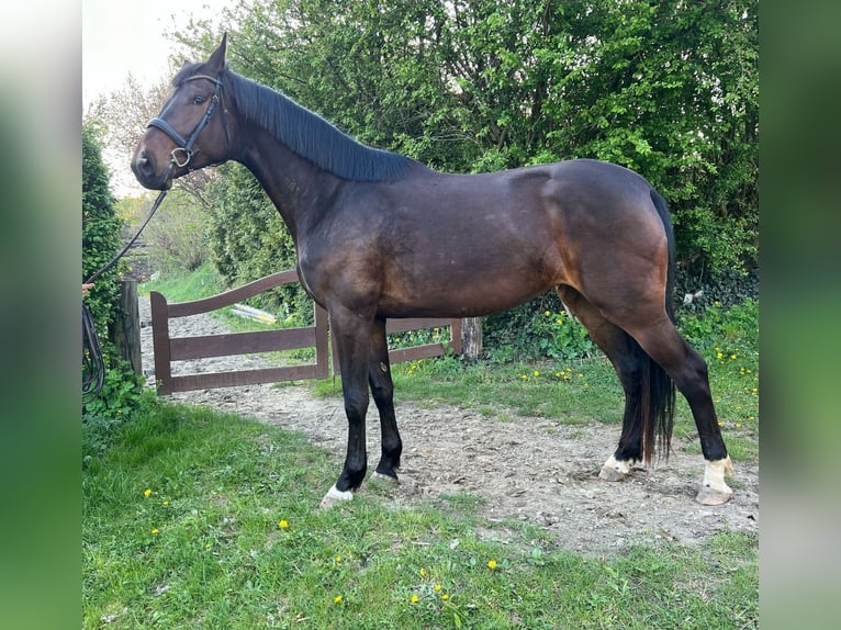 Holsteiner Stute 4 Jahre 186 cm Schwarzbrauner in Appen