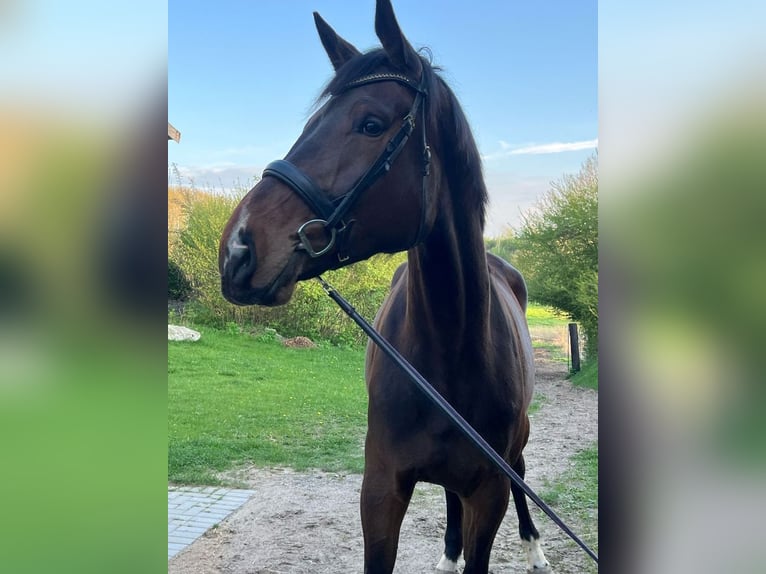 Holsteiner Stute 4 Jahre 186 cm Schwarzbrauner in Appen