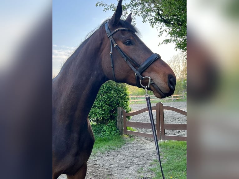 Holsteiner Stute 4 Jahre 186 cm Schwarzbrauner in Appen