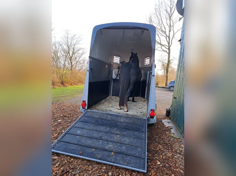 Holsteiner Stute 5 Jahre 153 cm Schwarzbrauner in Achtrup