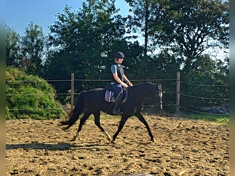 Holsteiner Stute 5 Jahre 153 cm Schwarzbrauner in Achtrup