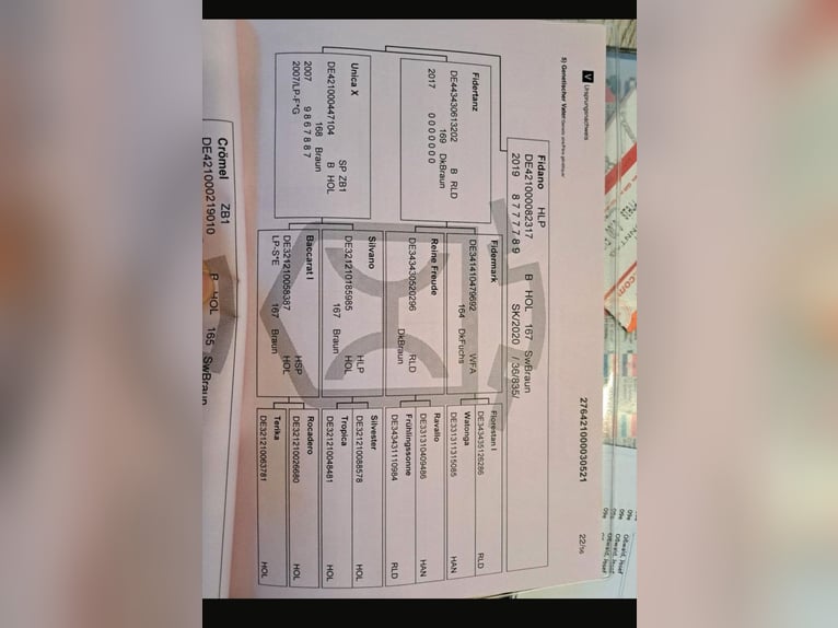 Holsteiner Stute 5 Jahre 153 cm Schwarzbrauner in Achtrup