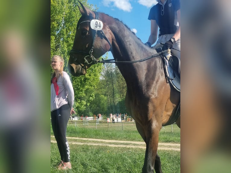 Holsteiner Stute 5 Jahre 160 cm Brauner in Lübeck