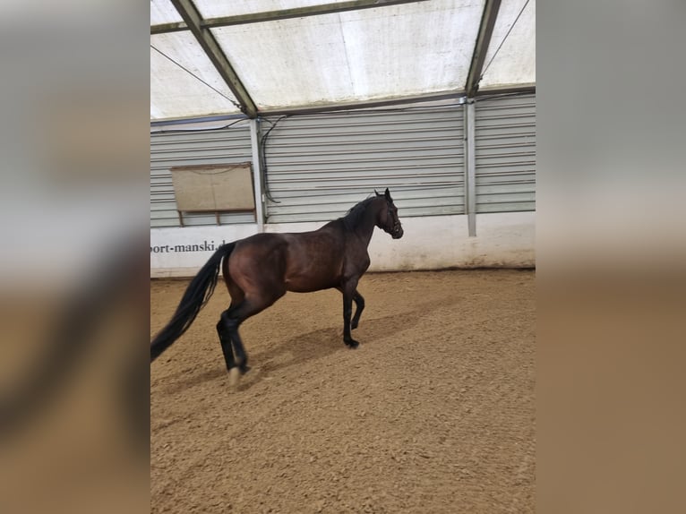 Holsteiner Stute 5 Jahre 160 cm Brauner in Lübeck