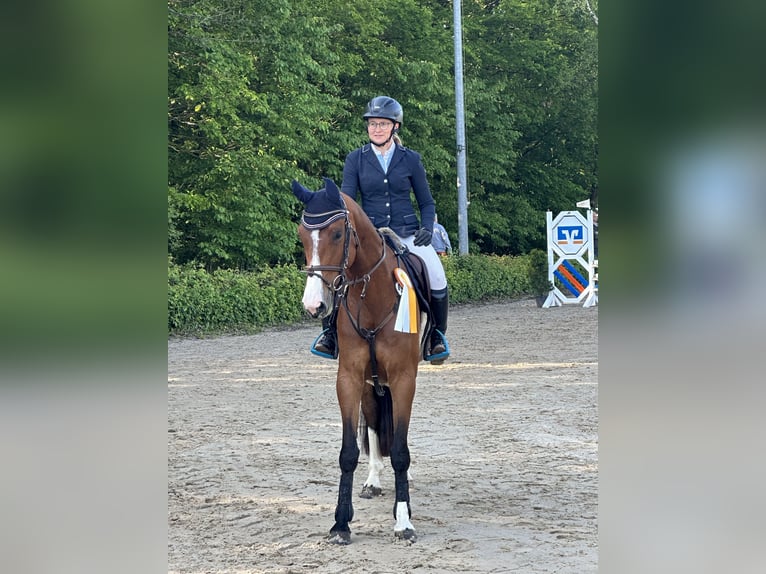 Holsteiner Stute 5 Jahre 162 cm Brauner in Merzig