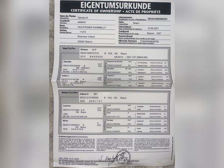 Holsteiner Stute 5 Jahre 162 cm Brauner in Oldsum