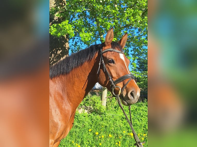 Holsteiner Stute 5 Jahre 162 cm Brauner in Mohrkirch