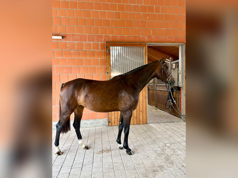 Holsteiner Stute 5 Jahre 162 cm Dunkelbrauner in Goldbach