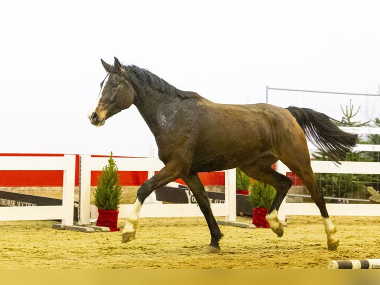 Holsteiner Stute 5 Jahre 162 cm Dunkelbrauner in Waddinxveen