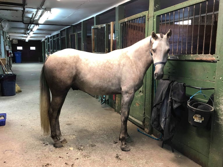 Holsteiner Stute 5 Jahre 163 cm Schimmel in Marianna