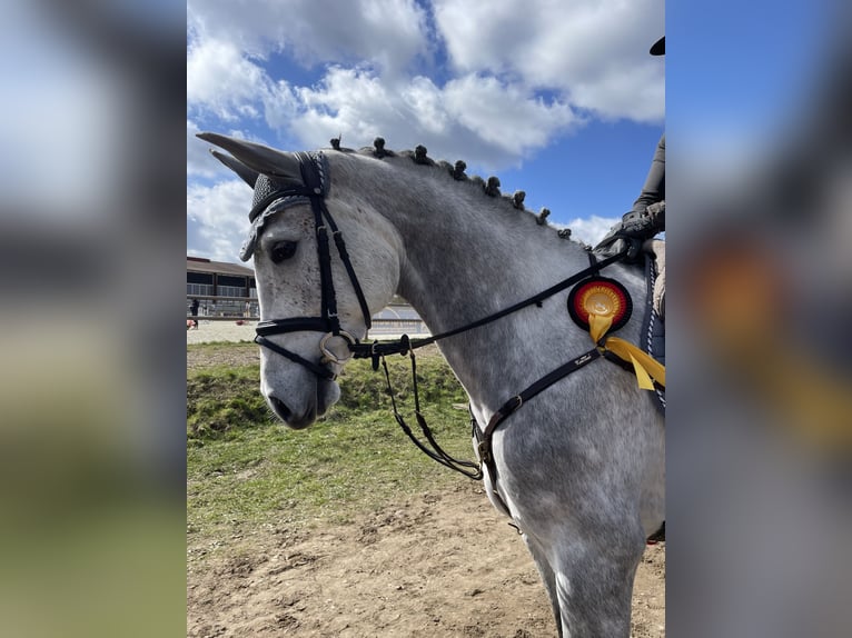 Holsteiner Stute 5 Jahre 163 cm Schimmel in Wolfsburg