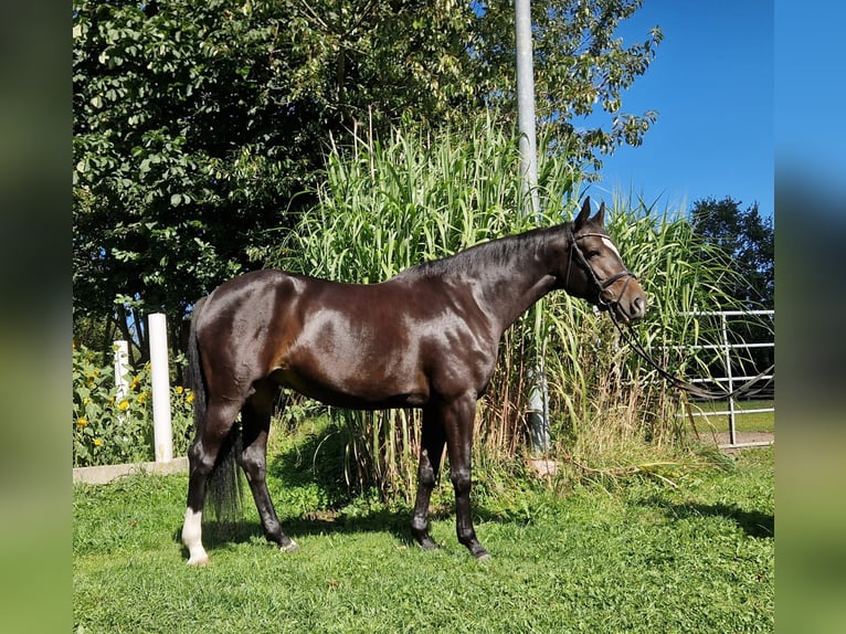 Holsteiner Stute 5 Jahre 163 cm Schwarzbrauner in Silberstedt