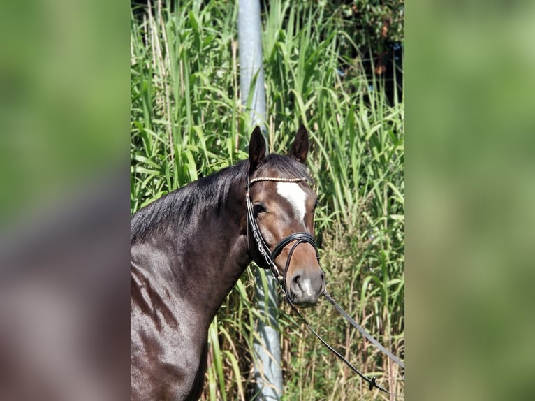 Holsteiner Stute 5 Jahre 163 cm Schwarzbrauner in Silberstedt