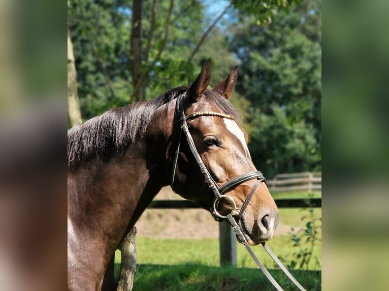 Holsteiner Stute 5 Jahre 163 cm Schwarzbrauner in Silberstedt