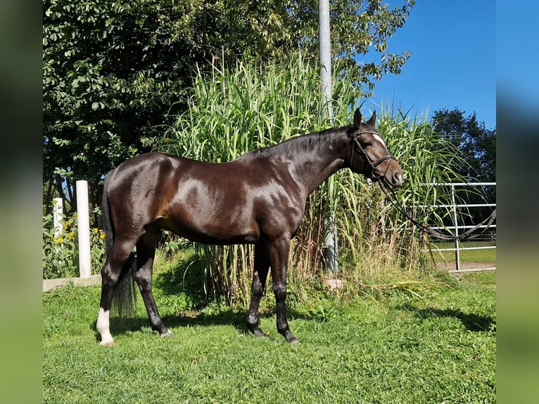 Holsteiner Stute 5 Jahre 163 cm Schwarzbrauner in Silberstedt