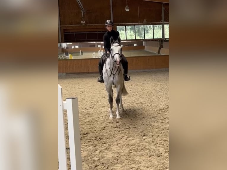 Holsteiner Stute 5 Jahre 164 cm Schimmel in Havixbeck