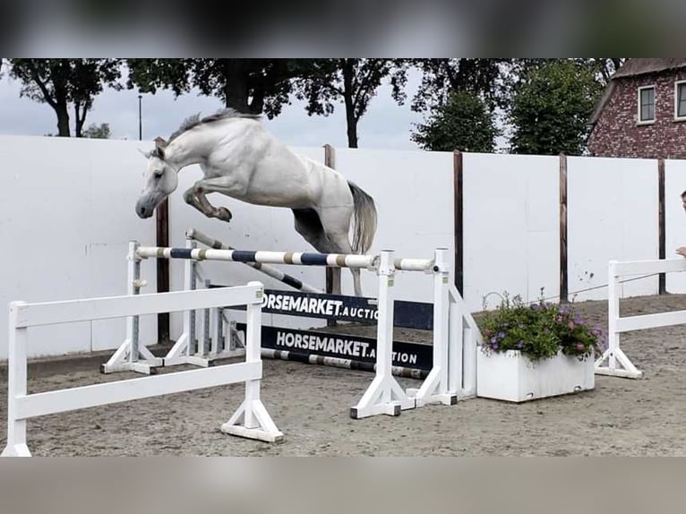 Holsteiner Stute 5 Jahre 164 cm Schimmel in Waddinxveen